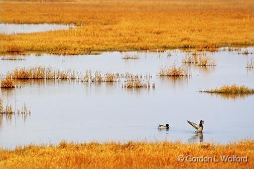 Ducks In A Pond_73049.jpg - Photographed in the Bosque del Apache National Wildlife Refuge near San Antonio, New Mexico USA. 